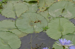 Hydrobasileus croceus