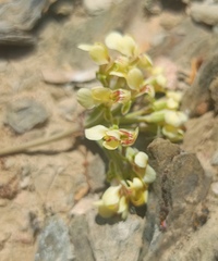 Pelargonium luteolum