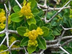 Euphorbia acanthothamnos