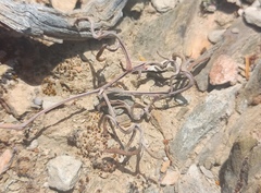 Pelargonium luteolum