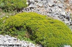 Euphorbia acanthothamnos