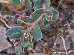 Euphorbia chamaesyce