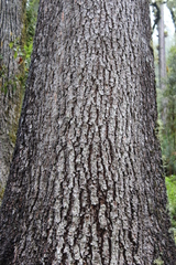Pinus ayacahuite