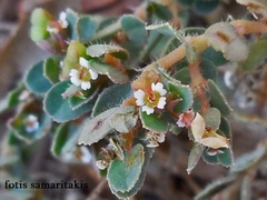 Euphorbia chamaesyce