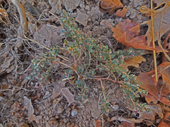 Euphorbia chamaesyce