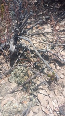 Pelargonium luteolum