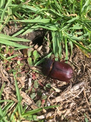 Heterogomphus bourcieri