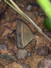 Yphthimoides patricia