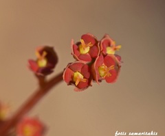 Euphorbia dimorphocaulon