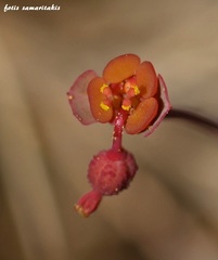 Euphorbia dimorphocaulon