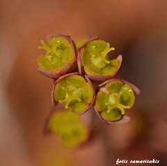 Euphorbia dimorphocaulon