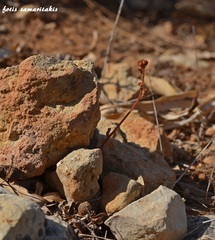 Euphorbia dimorphocaulon