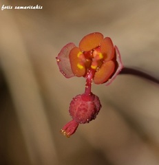 Euphorbia dimorphocaulon