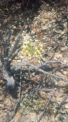 Pelargonium luteolum