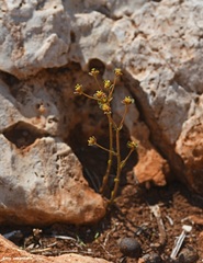 Euphorbia dimorphocaulon