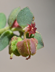 Euphorbia herniariifolia