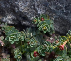 Euphorbia herniariifolia