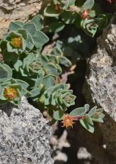 Euphorbia herniariifolia