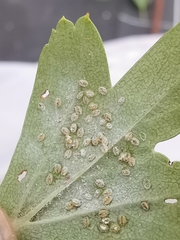 Siphoninus phillyreae