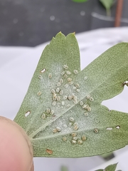 Siphoninus phillyreae