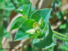 Euphorbia hirsuta