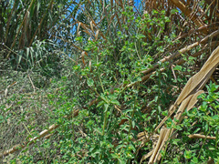 Euphorbia hirsuta