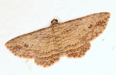 Xanthorhoe anaspila