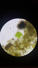 Desmidiaceae