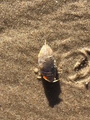 Emerita brasiliensis