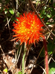 Gomphrena arborescens