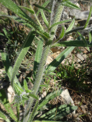 Echium vulgare