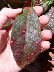 Gomphrena arborescens