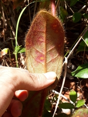 Gomphrena arborescens