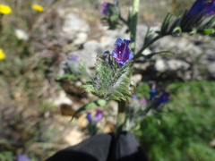 Echium vulgare