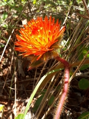 Gomphrena arborescens