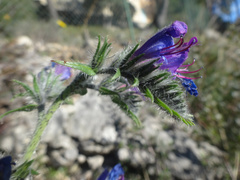 Echium vulgare