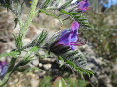 Echium vulgare