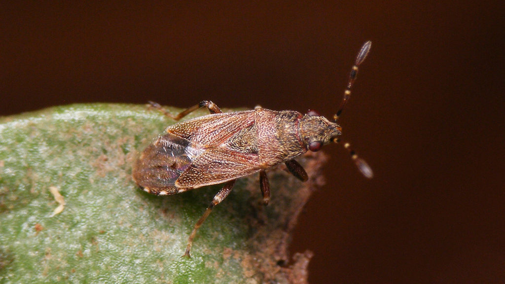 Heterogaster canariensis