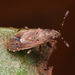 Heterogaster canariensis - Photo ללא זכויות יוצרים