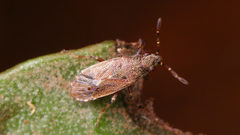 Heterogaster canariensis