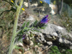 Echium vulgare