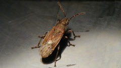 Heterogaster canariensis