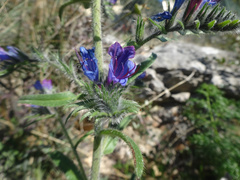 Echium vulgare