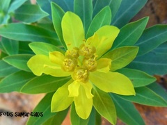 Euphorbia sultan-hassei