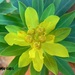 Euphorbia sultan-hassei - Photo (c) fotis-samaritakis, alguns direitos reservados (CC BY-NC), uploaded by fotis-samaritakis