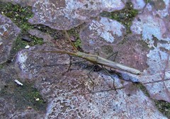 Bactrophya argentina