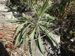 Echium vulgare
