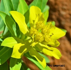 Euphorbia sultan-hassei