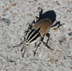 Sphenophorus aequalis