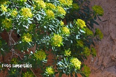 Euphorbia sultan-hassei